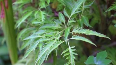 Polyscias, Araliaceae familyasından bir bitki cinsidir. Çimento yaprakları taşırlar.