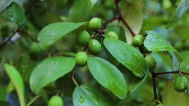 Jujube meyveleri ya da maymun elması (Ziziphus mauritiana) çiftçinin bahçesindeki organik meyveler .