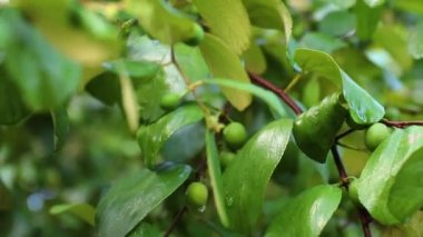 Jujube meyveleri ya da maymun elması (Ziziphus mauritiana) çiftçinin bahçesindeki organik meyveler .