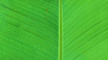 Muz ağacının yaprakları desenli açık yeşil yaprak soyut arka plan