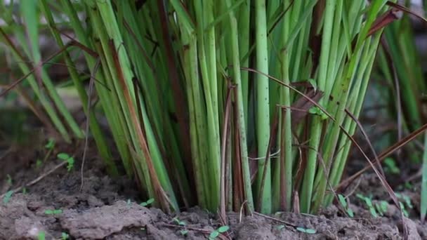 Citronella o Lappina o Limone o West Indian o Cymbopogon citratus sono stati piantati a terra. È un arbusto, le sue foglie sono lunghe e sottili di colore verde. È un'erba, trasformata in cibo e medicine — Video Stock