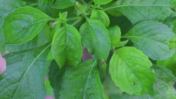 Grüne Blätter des buschigen Basilikums, ein anderer Name ist Nelkenbasilikum, Kawawya, Kümmel friut, Thailand. — Stockvideo