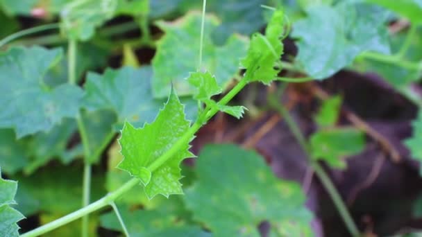 Primer plano Calabaza amarga, Melón amargo (Momordica charantia L.) en el árbol en el campo — Vídeo de stock