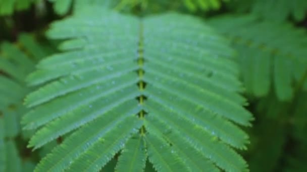 Asian Horsetail - Chaom Acacia, Folhas e ramo de chaom, plantas verdes têm um aroma especial. Usado na cozinha de alimentos, delicioso . — Vídeo de Stock
