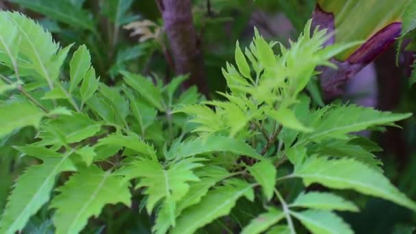 菊科植物是菊科植物中开花植物的一个属。 它们带着细小的复合叶子 — 图库视频影像