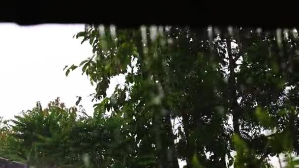 Gotas de lluvia caen continuamente con un fondo de naturaleza verde borroso — Vídeos de Stock