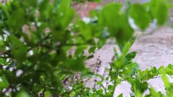 Зеленое лимонное дерево под дождем . — стоковое видео