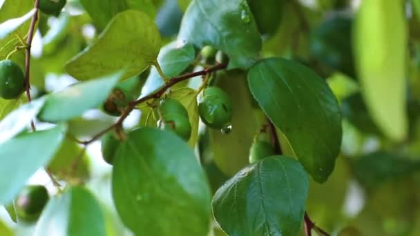 Fruits du jujube ou pomme de singe (Ziziphus mauritiana) Frais des arbres Fruits biologiques dans le jardin de l'agriculteur  . — Video