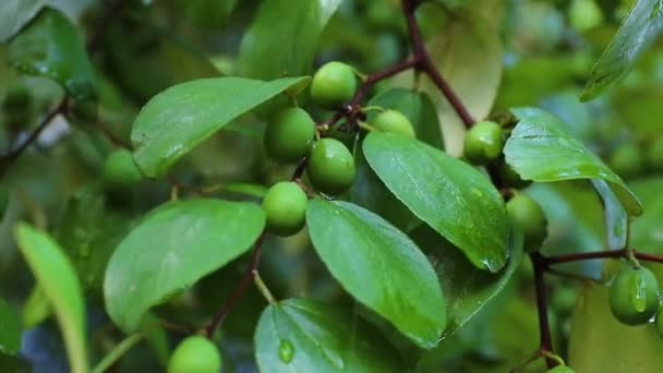 Καρποί jujube ή μηλόπιτα (Ziziphus mauritiana) Φρέσκοι από τα δέντρα Βιολογικά φρούτα στον κήπο του αγροκτήματος . — Αρχείο Βίντεο