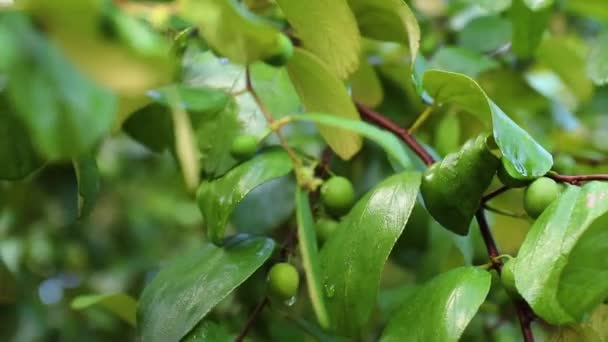 Owoce Jujube lub jabłko małpy (Ziziphus mauritiana) Świeże z drzew Owoce ekologiczne w ogrodzie działki rolnika . — Wideo stockowe