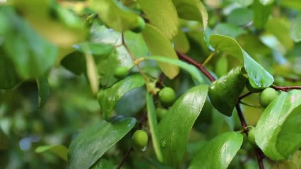 Fruits du jujube ou pomme de singe (Ziziphus mauritiana) Frais des arbres Fruits biologiques dans le jardin de l'agriculteur  . — Video