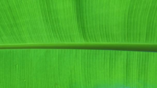 As folhas da bananeira Texturizado de volta luz verde fresco Folha abstrato fundo — Vídeo de Stock