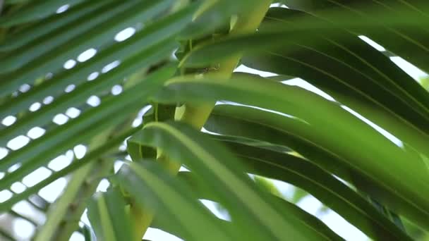 Groene kokosbladeren in de palmbladeren. — Stockvideo