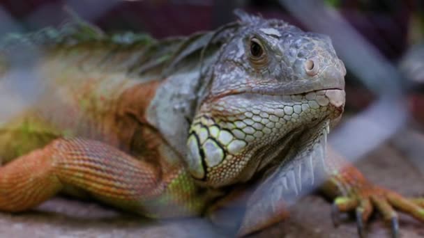 Bearded Dragon in cage - Posing like a champ on a large boulder with soft focus green foliage in the background — Stock Video