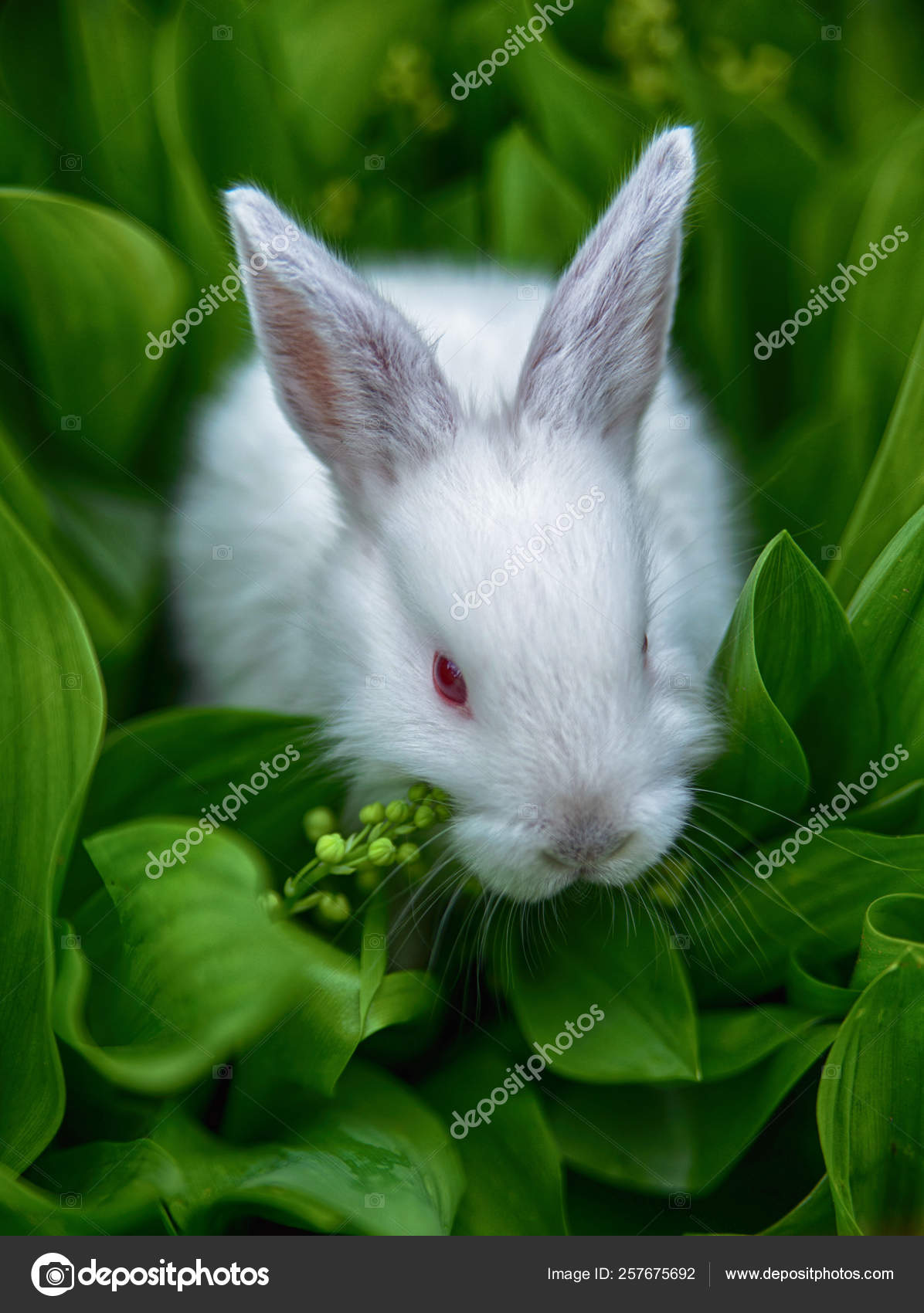 white domestic rabbit with red eyes Stock Photo