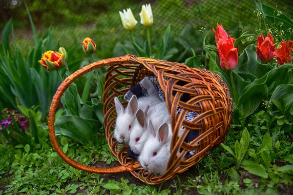 Three White Little Baby Red Eyed Rabbits Long Ears Sitting — Stock Photo, Image