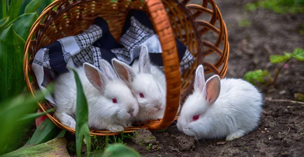 Three White Little Baby Red Eyed Rabbits Long Ears Sitting — Stock Photo, Image