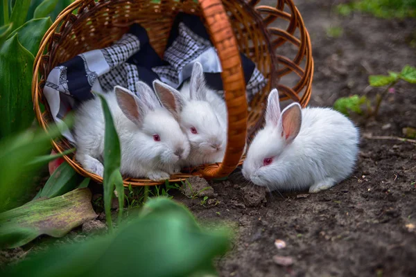 three white little baby red-eyed rabbits with long ears sitting on a black-and-white squint in a wicker basket of vines in the garden where the colored red and yellow tulips grow in the early spring