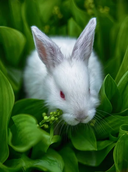 Three White Little Baby Rabbits Red Eyes Long Ears Sitting — Stock Photo, Image