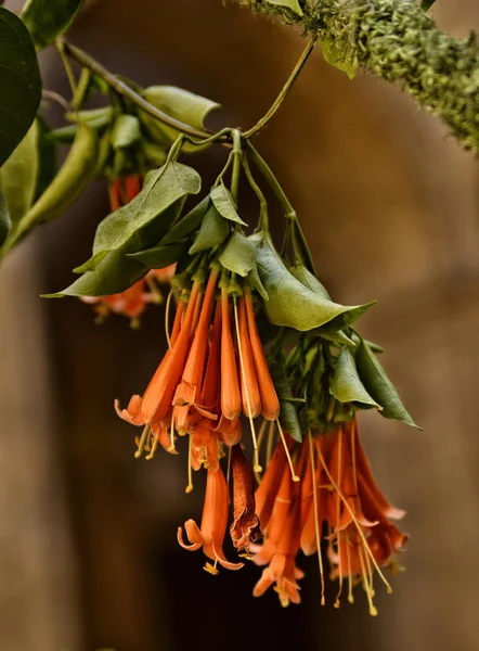 Flores Bamarea Naranja Con Hojas Desvanecen Las Ramas Con Raíces — Foto de Stock