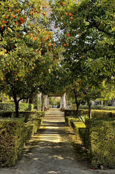 Marie Louise Park Sevilla Spanya Birçok Heykel Sokaklarında Ağaçlar Çiçekli — Stok fotoğraf