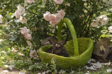 Tavşan tavşan ot yeme yaz aylarında güneşli bir sepet içinde çim üzerinde oynanır