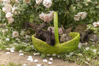 Tavşan tavşan ot yeme yaz aylarında güneşli bir sepet içinde çim üzerinde oynanır