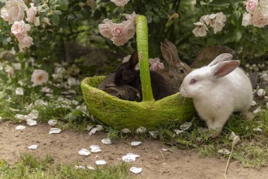 Tavşan tavşan ot yeme yaz aylarında güneşli bir sepet içinde çim üzerinde oynanır