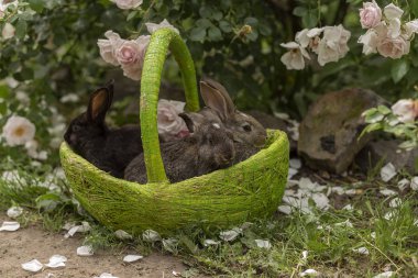 Tavşan tavşan ot yeme yaz aylarında güneşli bir sepet içinde çim üzerinde oynanır