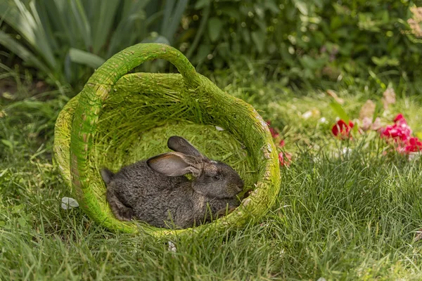 Rabbits Bunny Eating Grass Played Grass Green Basket Sunny Weather — Stock Photo, Image