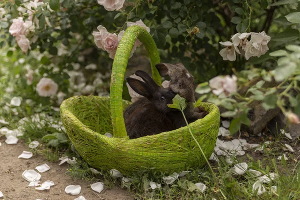 Rabbits Bunny Eating Grass Played Grass Green Basket Sunny Weather — Stock Photo, Image