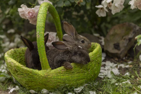 Rabbits Bunny Eating Grass Played Grass Green Basket Sunny Weather — Stock Photo, Image