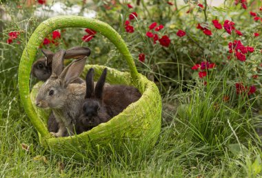 Tavşan tavşan ot yeme yaz aylarında güneşli bir sepet içinde çim üzerinde oynanır