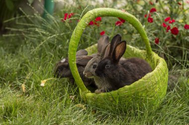 Tavşan tavşan ot yeme yaz aylarında güneşli bir sepet içinde çim üzerinde oynanır