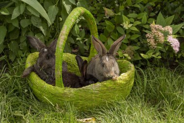 Tavşan tavşan ot yeme yaz aylarında güneşli bir sepet içinde çim üzerinde oynanır