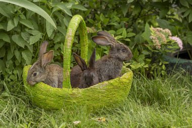 Tavşan tavşan ot yeme yaz aylarında güneşli bir sepet içinde çim üzerinde oynanır