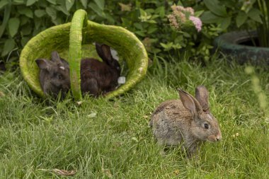 Tavşan tavşan ot yeme yaz aylarında güneşli bir sepet içinde çim üzerinde oynanır