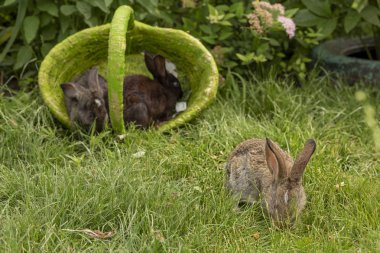 Tavşan tavşan ot yeme yaz aylarında güneşli bir sepet içinde çim üzerinde oynanır