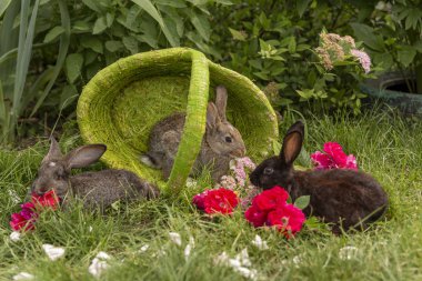Tavşan tavşan ot yeme yaz aylarında güneşli bir sepet içinde çim üzerinde oynanır