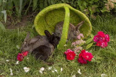 Tavşan tavşan ot yeme yaz aylarında güneşli bir sepet içinde çim üzerinde oynanır