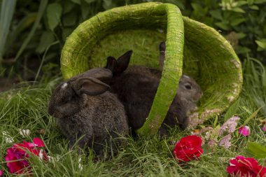 Tavşan tavşan ot yeme yaz aylarında güneşli bir sepet içinde çim üzerinde oynanır