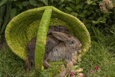 Tavşan tavşan ot yeme yaz aylarında güneşli bir sepet içinde çim üzerinde oynanır