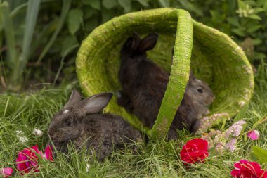Tavşan tavşan ot yeme yaz aylarında güneşli bir sepet içinde çim üzerinde oynanır