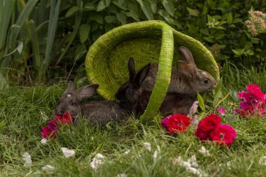 Tavşan tavşan ot yeme yaz aylarında güneşli bir sepet içinde çim üzerinde oynanır