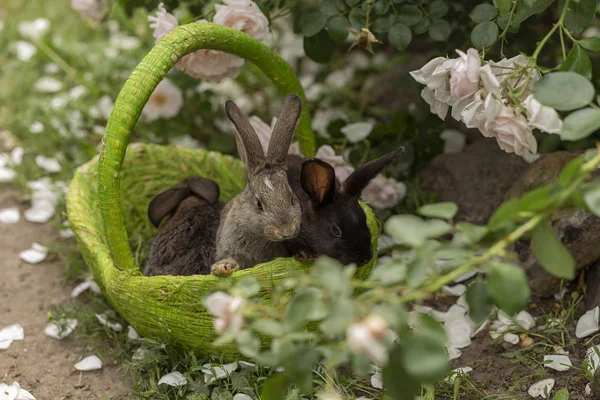 Rabbits Bunny Eating Grass Played Grass Green Basket Sunny Weather — Stock Photo, Image