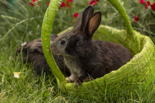 Kaninchen Hasen Fressen Gras Einem Grünen Korb Bei Sonnigem Wetter — Stockfoto