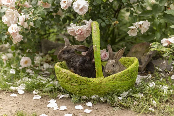 Rabbits Bunny Eating Grass Played Grass Green Basket Sunny Weather — Stock Photo, Image