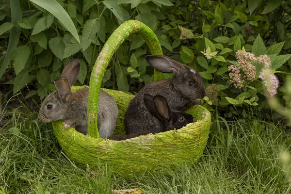 Rabbits Bunny Eating Grass Played Grass Green Basket Sunny Weather — Stock Photo, Image