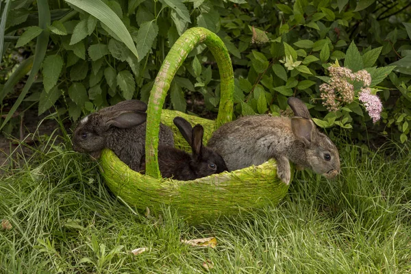 Rabbits Bunny Eating Grass Played Grass Green Basket Sunny Weather — Stock Photo, Image