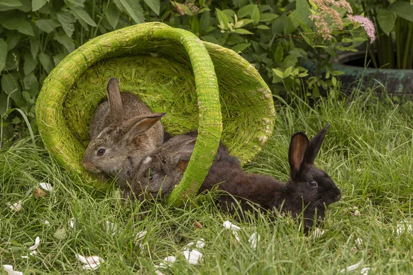 Rabbits Bunny Eating Grass Played Grass Green Basket Sunny Weather — Stock Photo, Image